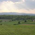 A Young Barren Ridge Vineyards