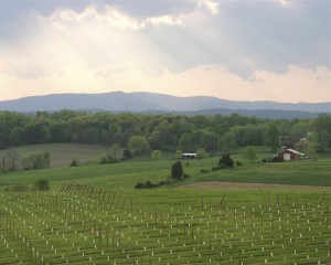 A Young Barren Ridge Vineyards