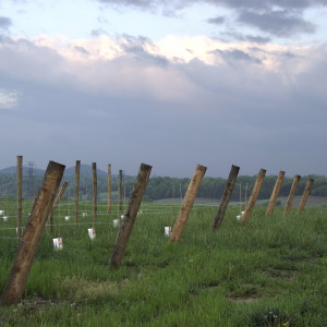 A Young Barren Ridge Vineyards